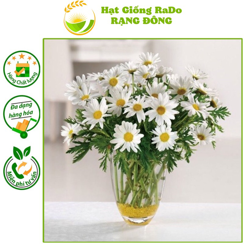 Hạt Giống Hoa Cúc Hoạ Mi RD 864 (Gói 0.03gram) Hạt Giống Rạng Đông