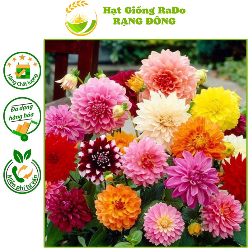 Hạt Giống Hoa Cúc Thược Dược Nhiều Màu RD 849 (Gói 0.1gram) Hạt Giống Rạng Đông