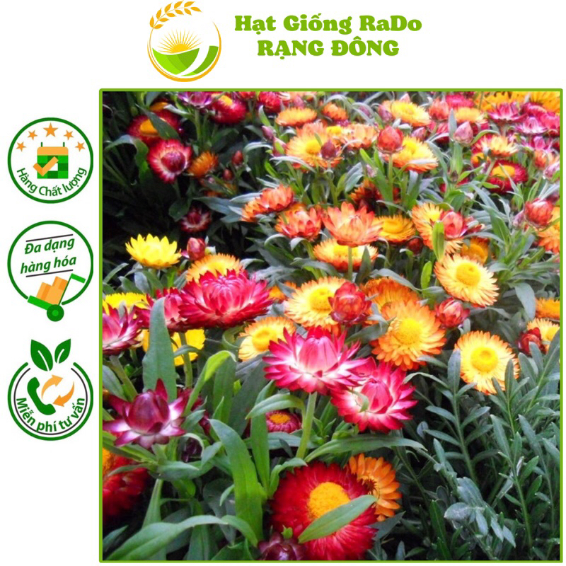 Hạt Giống Hoa Cúc Bất Tử Nhiều Màu RD 808 (Gói 0.03gram) Hạt Giống Rạng Đông