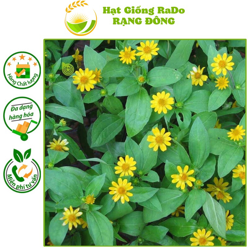 Hạt Giống Hoa Cúc Mặt Trời RD 923 (Gói 0.1gram) Hạt Giống Rạng Đông