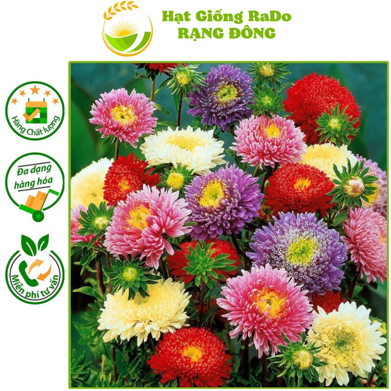 Hạt Giống Hoa Cúc Đà Lạt Nhiều Màu (Gói 0.1gram) Hạt Giống Rạng Đông