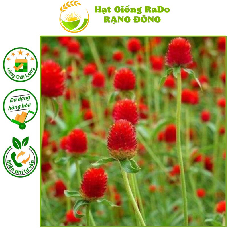 Hạt Giống Hoa Cúc Bách Nhật Đỏ (Gói 0.1gram) Hạt Giống Rạng Đông