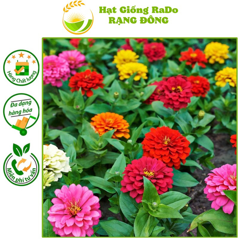 Hạt Giống Hoa Cúc Lá Nhám Nhiều Màu (Gói 0.1gram) Hạt Giống Rạng Đông