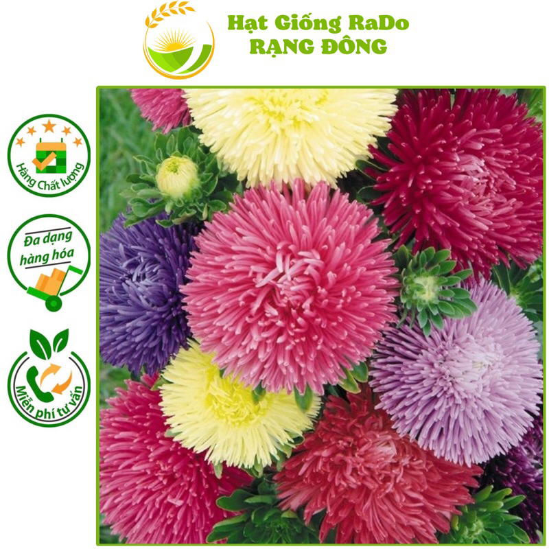 Hạt Giống Hoa Cúc Công Chúa Nhiều Màu RD 803 (Gói 0.1gram) Hạt Giống Rạng Đông