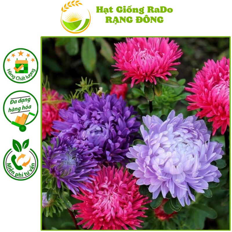Hạt Giống Hoa Cúc Đại Đoá Nhiều Màu RaDo 801 - Gói 0.1gram
