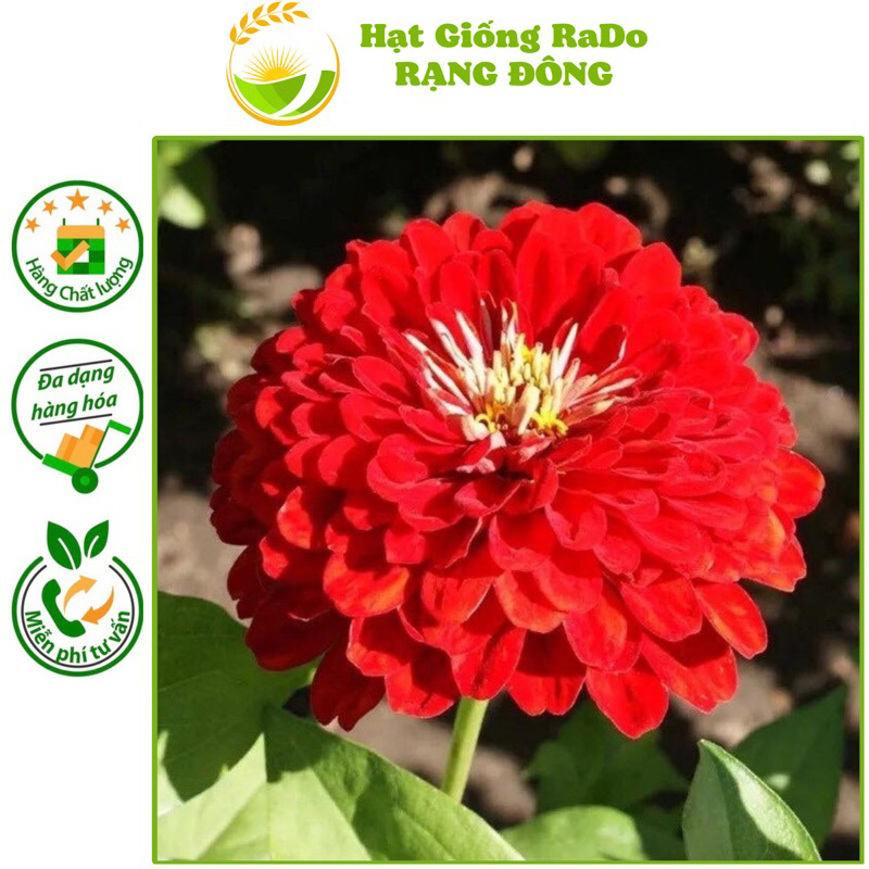Hạt Giống Hoa Cúc Lá Nhám Màu Đỏ Red Zinnia 218 (Gói 0.1gram) Hạt Giống Rạng Đông