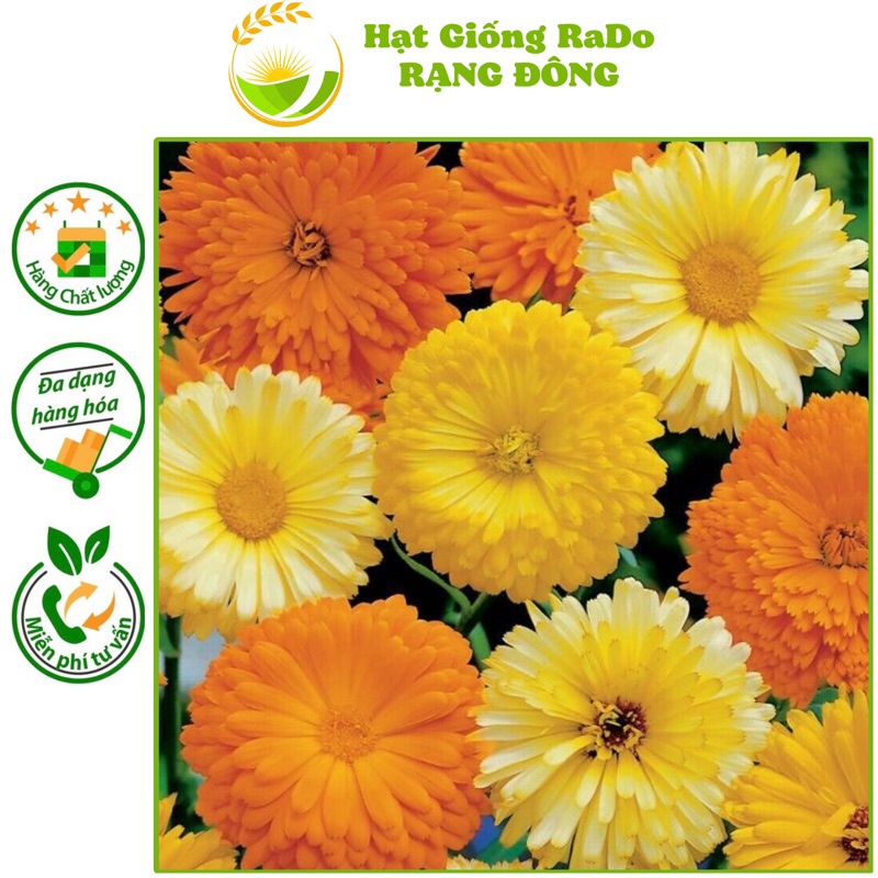 Hạt Giống Hoa Cúc Susi Nhiều Màu (Gói 0.1gram) Hạt Giống Rạng Đông