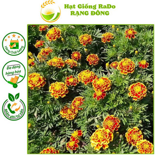 Hạt giống hoa vạn thọ pháp ban mai rado 835 hạt giống rạng đông
