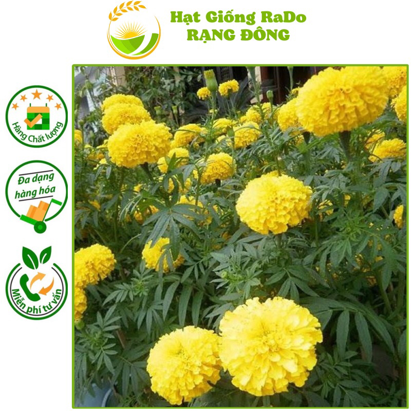 Hạt Giống Hoa Vạn Thọ Pháp Lùn F1 Màu Vàng Chanh (Gói 10hạt) Hạt Giống Rạng Đông