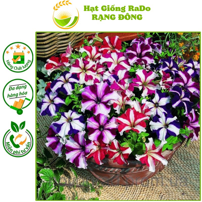 Hạt Giống Hoa Dạ Uyên Thảo Sọc Nhiều Màu RD 917 (Gói 0.03gram) Hạt Giống Rạng Đông
