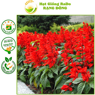 Hạt giống hoa xác phá.o đỏ rd 829 hạt giống rạng đông