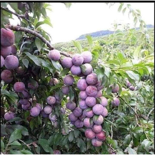 Giống cây mận hậu quả to mọng ngọt giòn