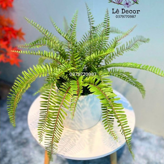 Chậu dương xỉ Decor cao cấp( Hàng sẵn)