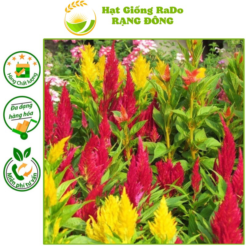 Hạt Giống Hoa Mào Gà Đuôi Phụng Nhiều Màu RD 857 (Gói 0.1gram) Hạt Giống Rạng Đông
