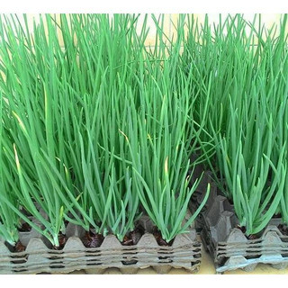 5gr hạt giống hành hoa hành thơm cao sản