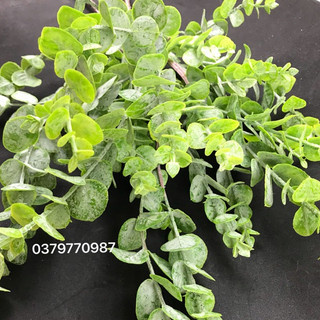 Cành lá điểm trang trí silic dài 60cm, hàng Quảng Châu. Dùng để cắm bình hoa mộc lan, bình hoa hồng