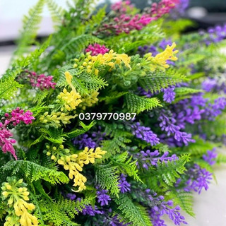 Dương xỉ giả - dương xỉ hoa