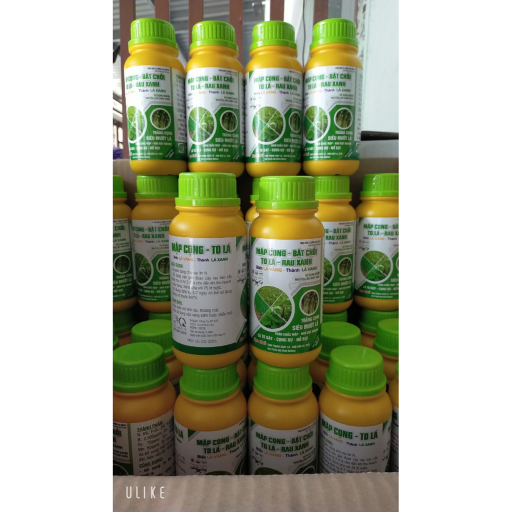 SIÊU BẬT CHỒI - MẬP CỌNG - TO LÁ - RAU XANH 500ml, TRẮNG CỌNG, SIÊU MƯỚT LÁ, THÂN CHẮC MẬP, NHÚ ĐỌT NHANH,...