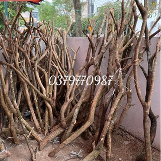 Thân cây gỗ khô trang trí, dùng làm cây hoa đào mai