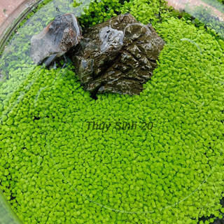 Hạt giống thủy sinh cỏ nước