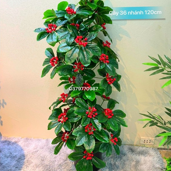 CÂY KIM NGÂN LƯỢNG 120cm - 160cm trang trí nhà cửa