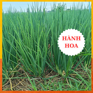 Hạt giống hành lá cao sản gói 5gr