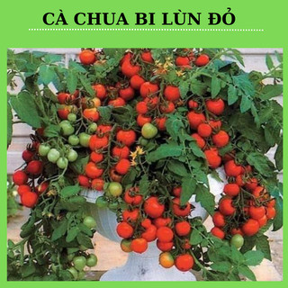 Hạt giống cà chua bi lùn đỏ- gói 30 hạt