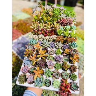 Sen vỉ giống mới size 5cm