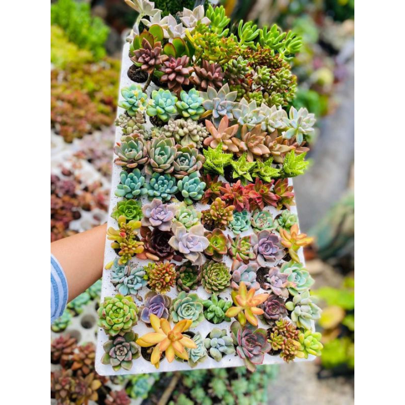 Sen vỉ giống mới size 5cm