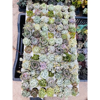 Sen vỉ giống mới size 5cm