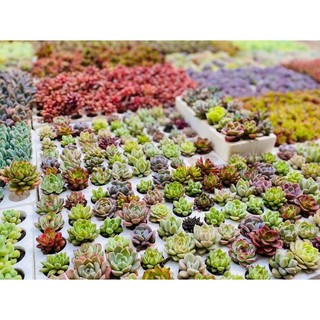 Sen đá vỉ size 4-5cm