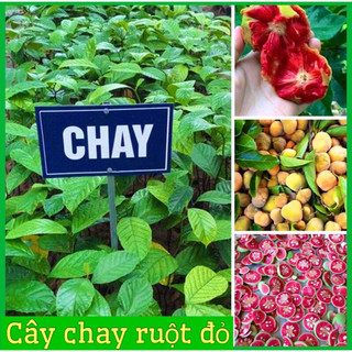 Cây chay giống ruột đỏ