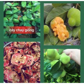 Cây chay giống ruột đỏ