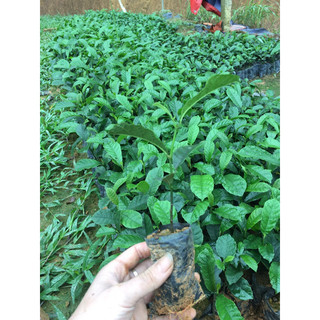Cây chay giống ruột đỏ