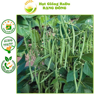 Hạt giống đậu cove cao sản rado 557 hạt giống rạng đông