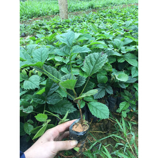 cây giống phong linh hoa vàng