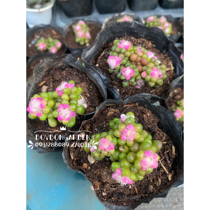 Cây sen ba màu râu lá tròn,hồng sao lá tròn cây 3-4cm -HÀNG SẴN, HÌNH THẬT