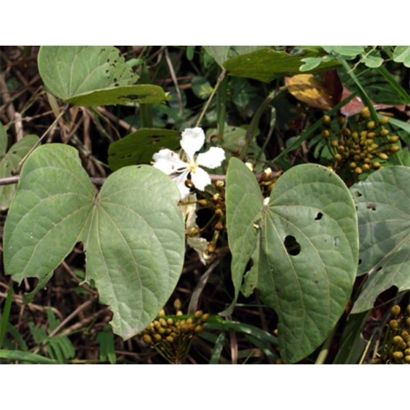 1kg cây móng bò lửa khô