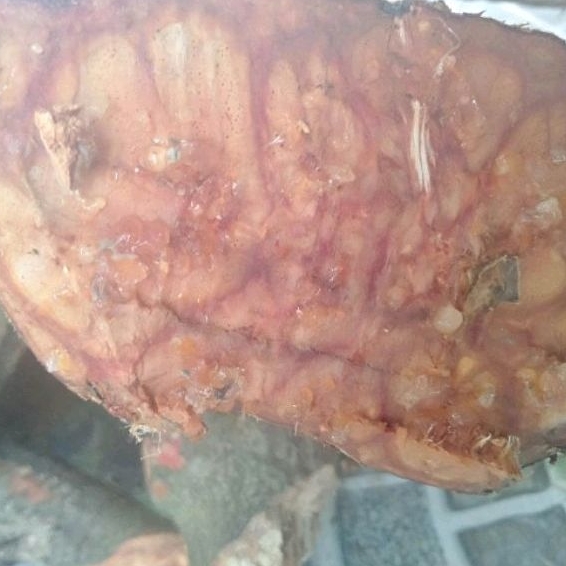 1kg cây móng bò lửa khô