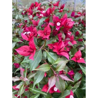Cây hoa giấy tím lửa trưởng thành - Ruby lửa cao 70cm đang hoa