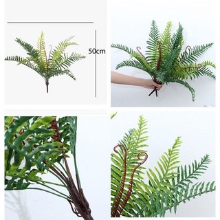 Cây dương xỉ giả Cây dương xỉ khổng tước