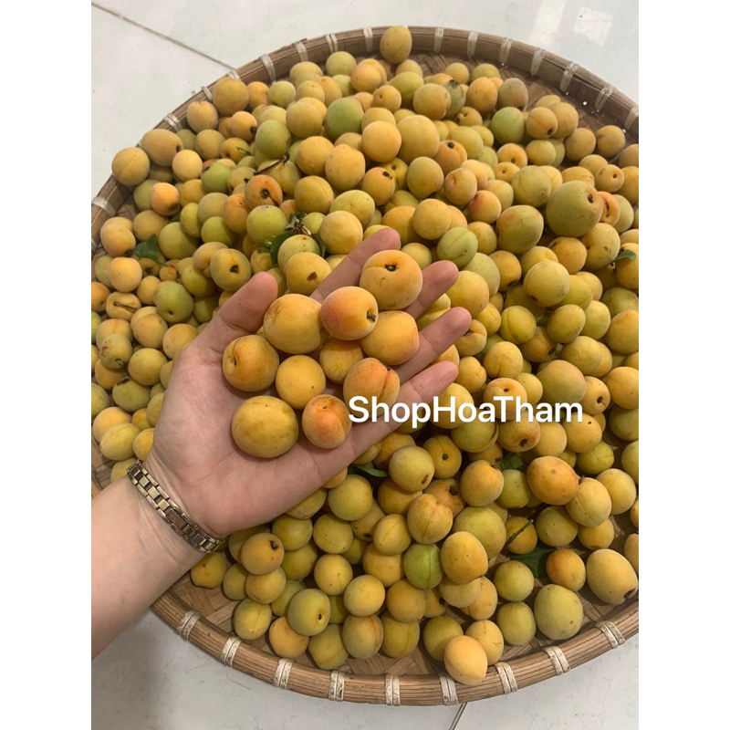 1kg quả mơ tươi Mộc Châu