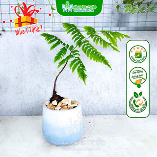Cây dương xỉ culi để bàn đẹp
