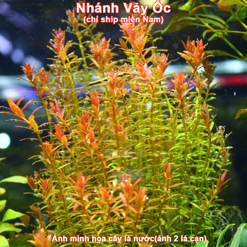 Nhánh Vảy Ốc cây thủy sinh lá cạn [chỉ ship miền Nam]