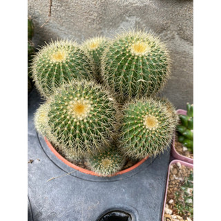 Xương rồng bóng vàng size to chậu 9-12cm