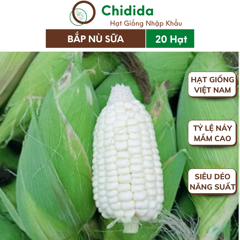 Hạt giống bắp nếp nù sữa Chidida ngô ngọt zip 20 hạt dẻo thơm năng suất cao tỷ lệ nảy mầm tốt chuẩn f1