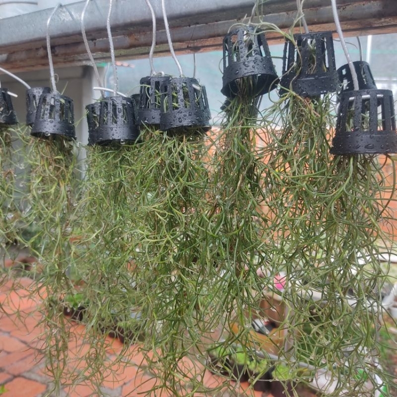 Cây không khí tóc tiên ,trang trí nhà cửa lọc không khí