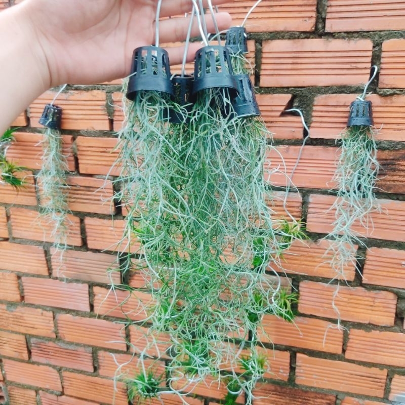 Cây không khí tóc tiên ,trang trí nhà cửa lọc không khí