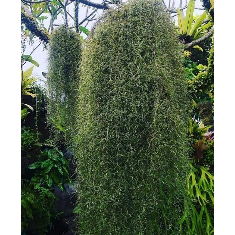 Cây không khí tóc tiên ,trang trí nhà cửa lọc không khí