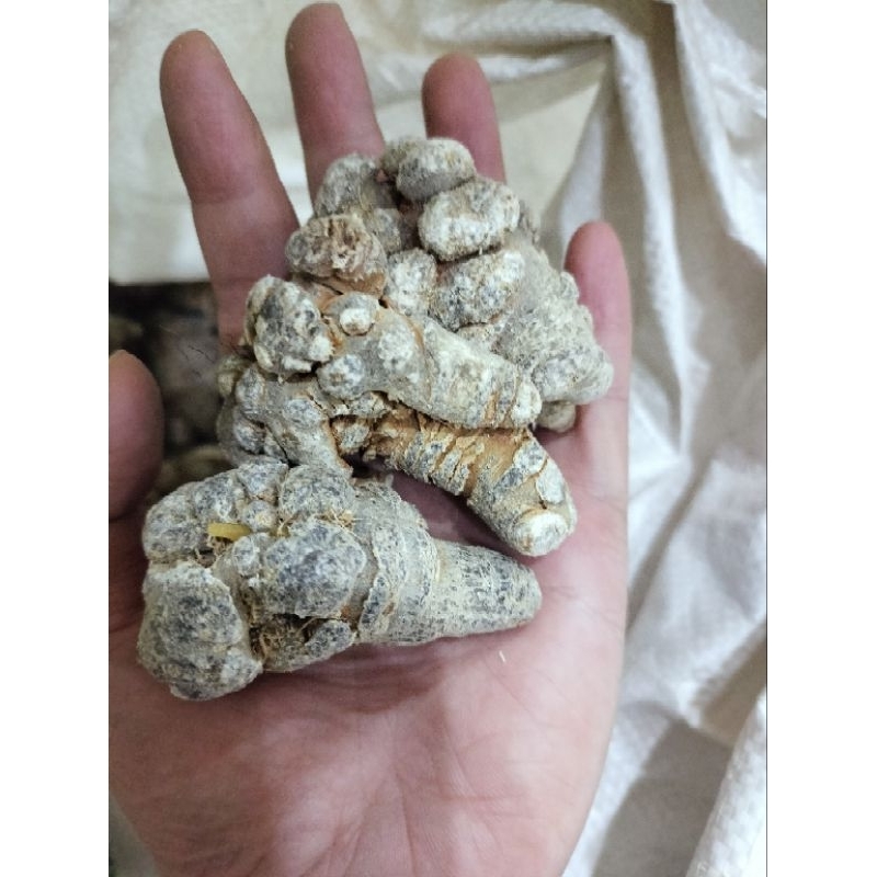 Củ tam thất 100g các size 26, 32, 52, 70, 90/1kg củ tam thất bắc Lào Cai